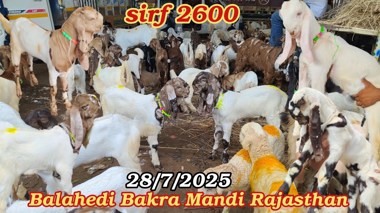 Balahedi Bakra Mandi live update 28/7/2025 Rajasthan Ki Sabse Badi Bakra Mandi
