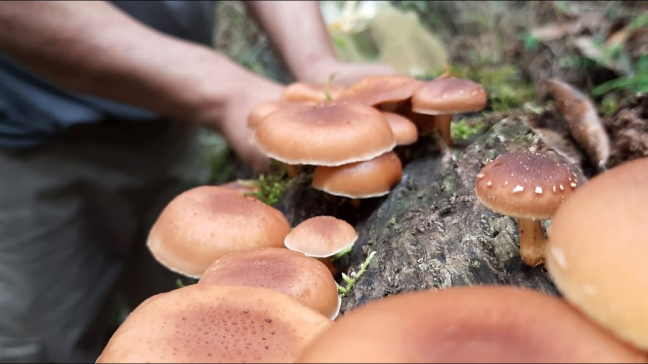 Hunting for Wild Mushroom | Surprised by the Troop of Wild Mushrooms | Trashiyangtse, Bhutan