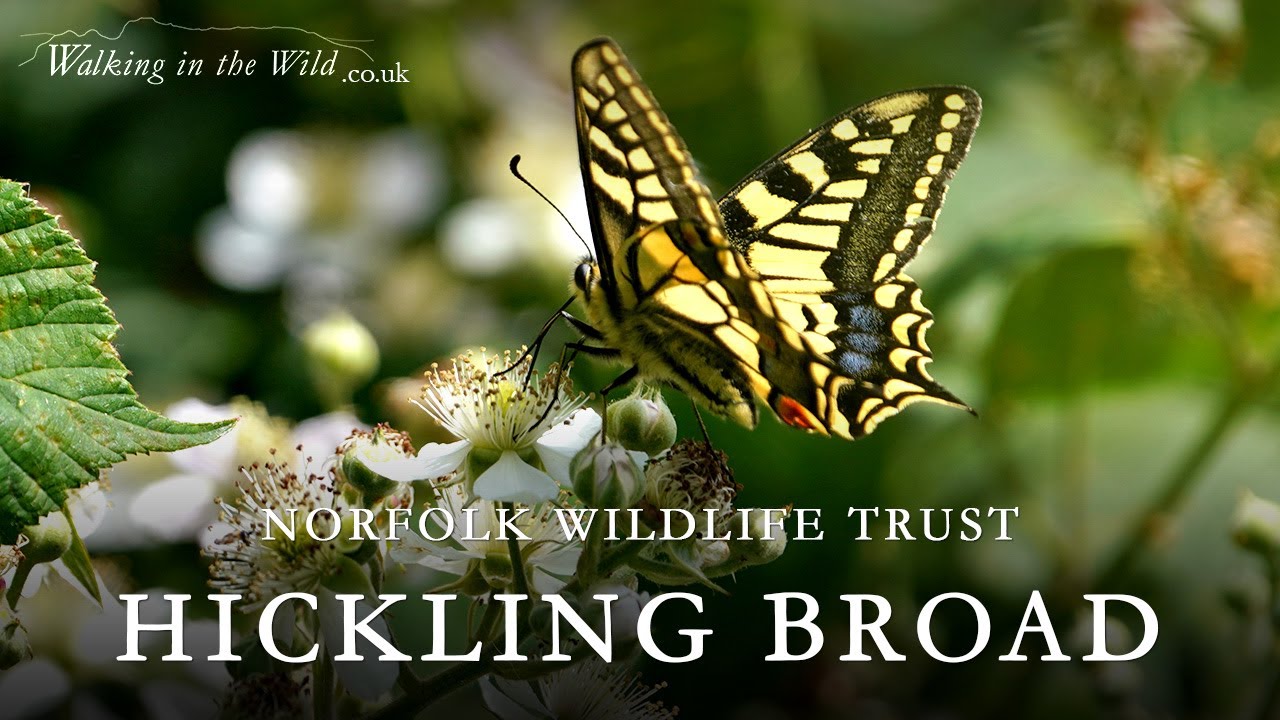 Norfolk Walks: Hickling Broad Nature Reserve
