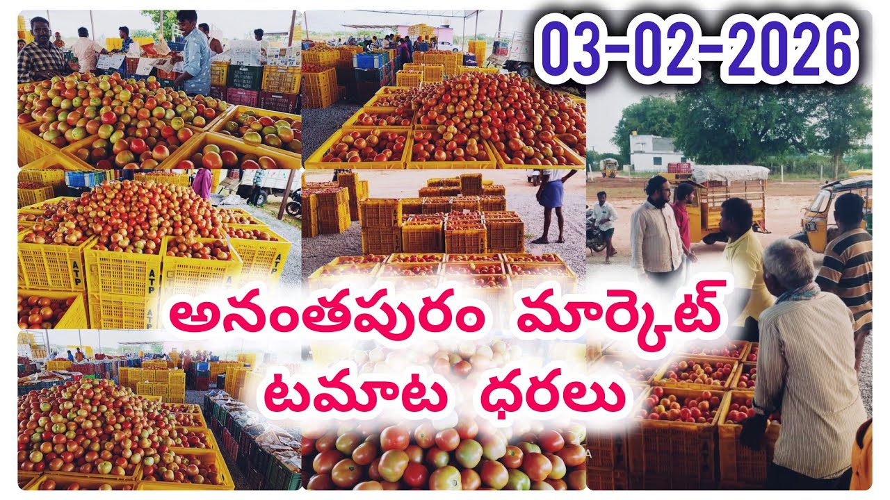 Anantapur tomato market rates/today tomato market rates 