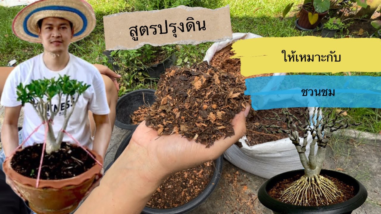 สูตรผสมดินปลูกชวนชม#ผสมดินอย่างไรให้เหมาะสมกับชวนชมของเรา