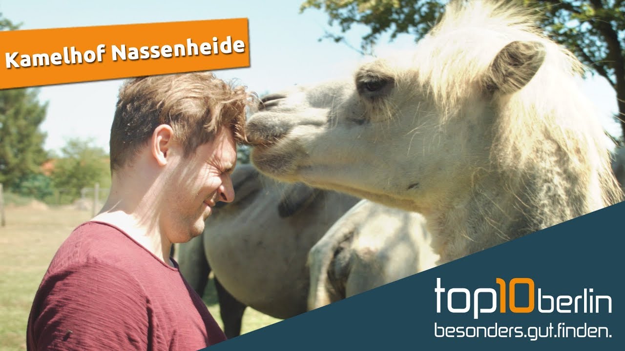 Top10 Berlin: Ausflug zum Kamelhof Nassenheide in Brandenburg