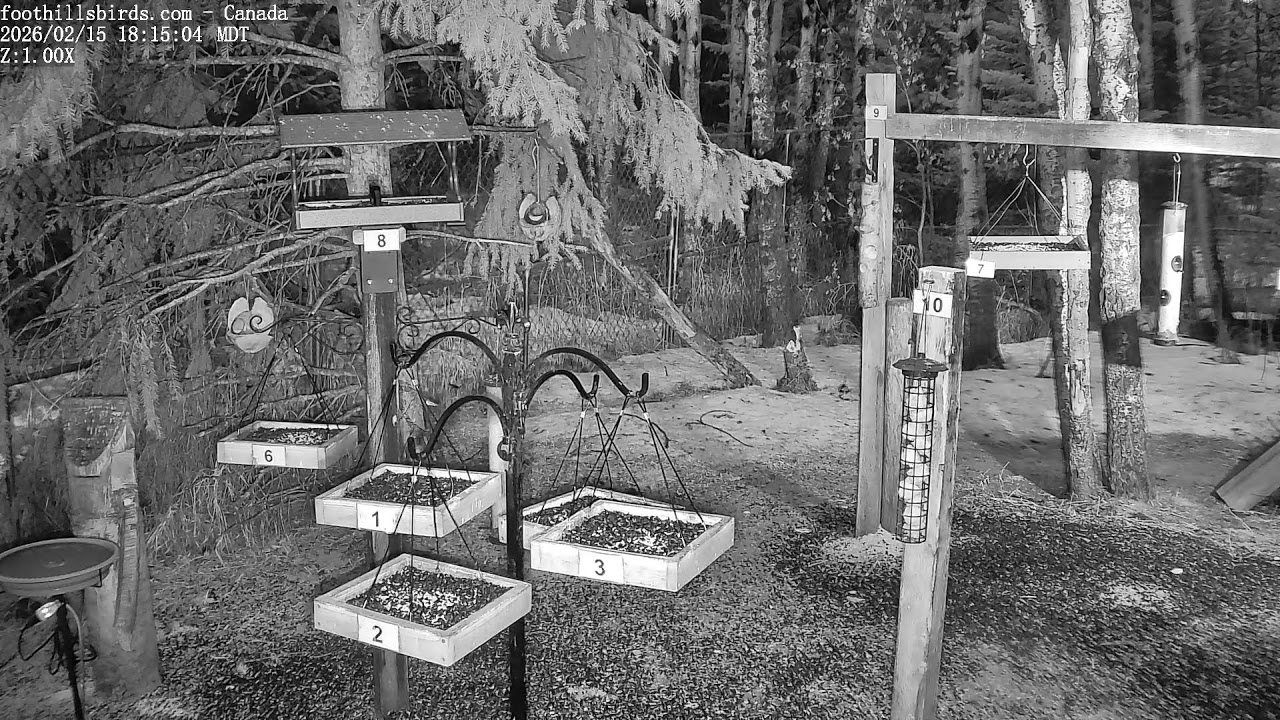 2025-02-15 -  Foothills Birds - PTZ Live Stream Bird Feeder Cam  [65+ Species]
