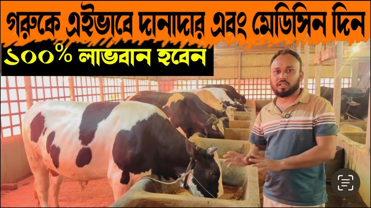 ১৪৬ - গরুকে এইভাবে দানাদারের সাথে মেডিসিন দিন ১০০% লাভেবান হবেন ইনশাল্লাহ