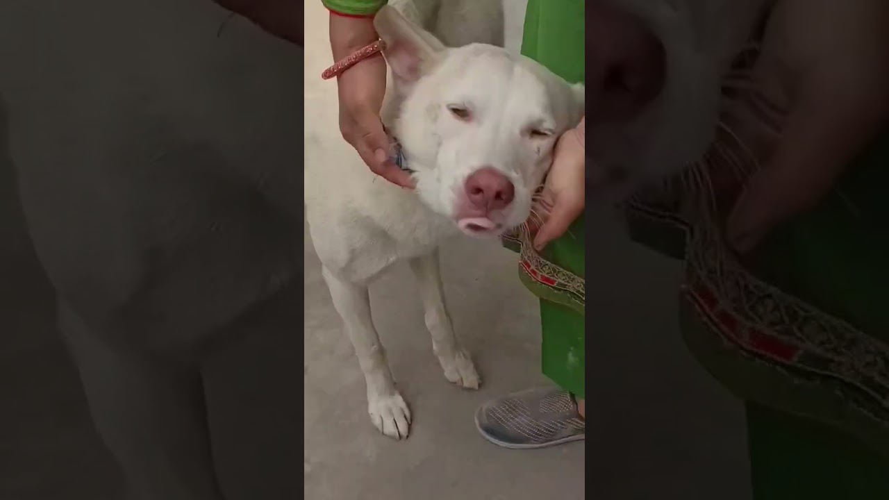 #dog #pets #dogger #cutedoggies #video #doggar #cutepuppies #animals #dogge #cutedogs cute dog snipr