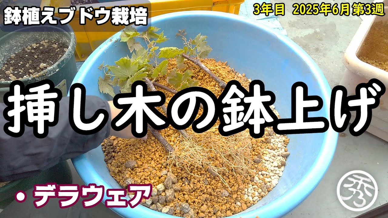 ブドウ（デラウェア）の挿し木を鉢上げ