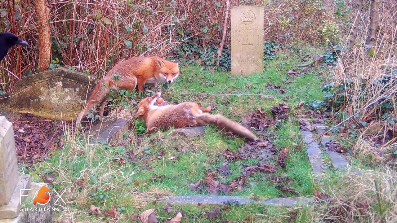 The fox and the egg