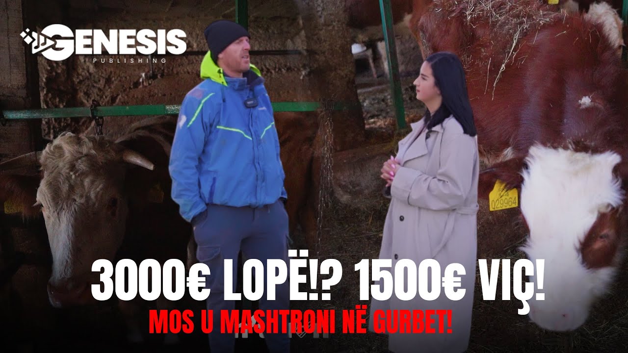 3000€ një lopë, 1500€ një viç - Mos u mashtroni në gurbet | HISTORI SUKSESI