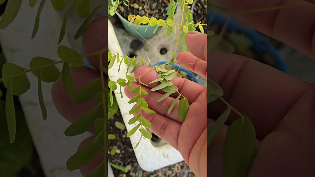 อัพเดทต้นกล้าผักนายเห่า2026-1-8