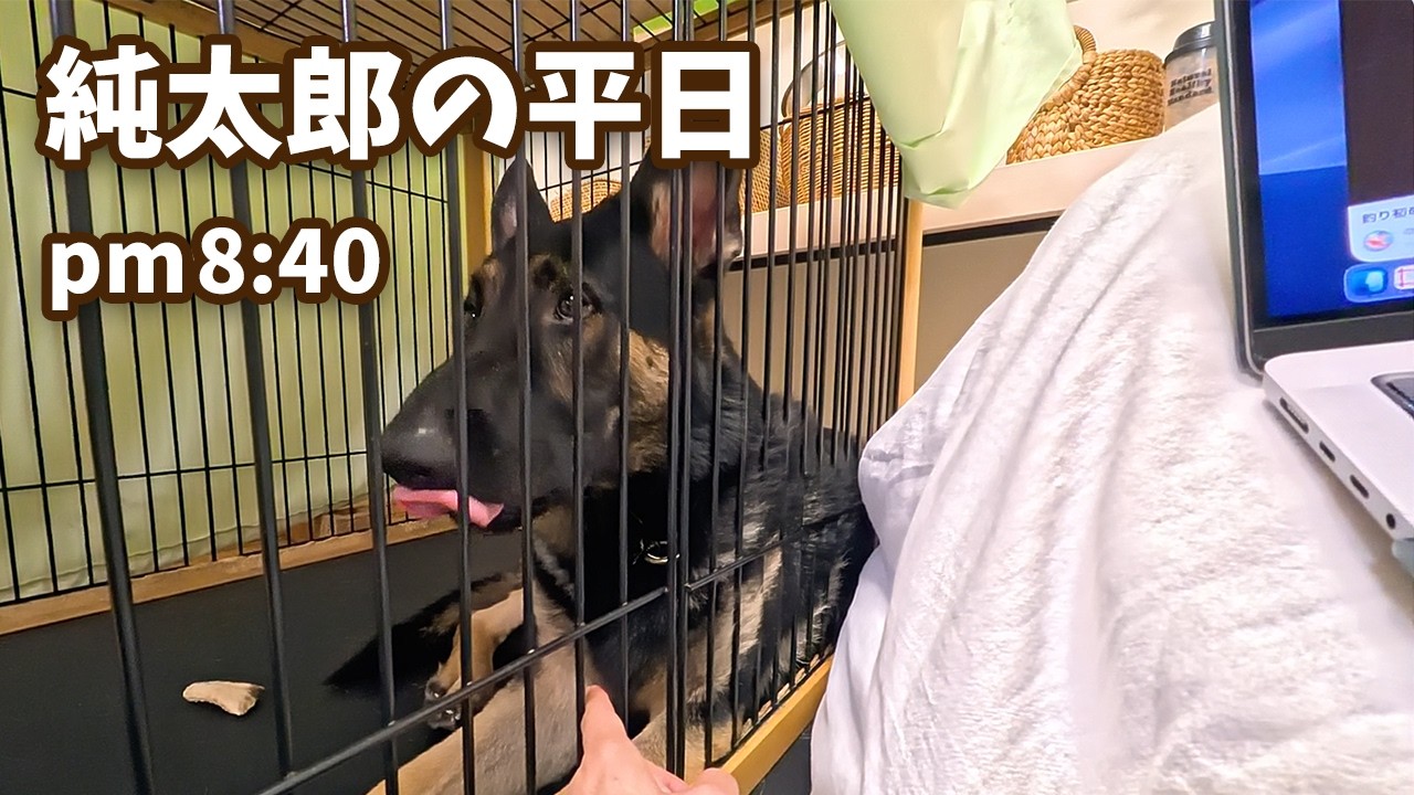 【平凡】純太郎の平日 2026.2.8  PM 8:40【ジャーマンシェパード・大型犬】