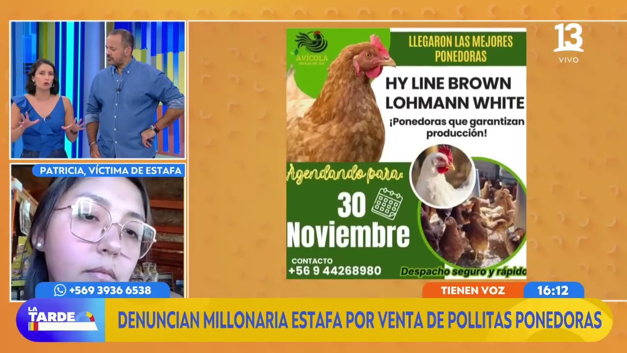 Denuncian millonaria estafa por venta de polillas ponedoras