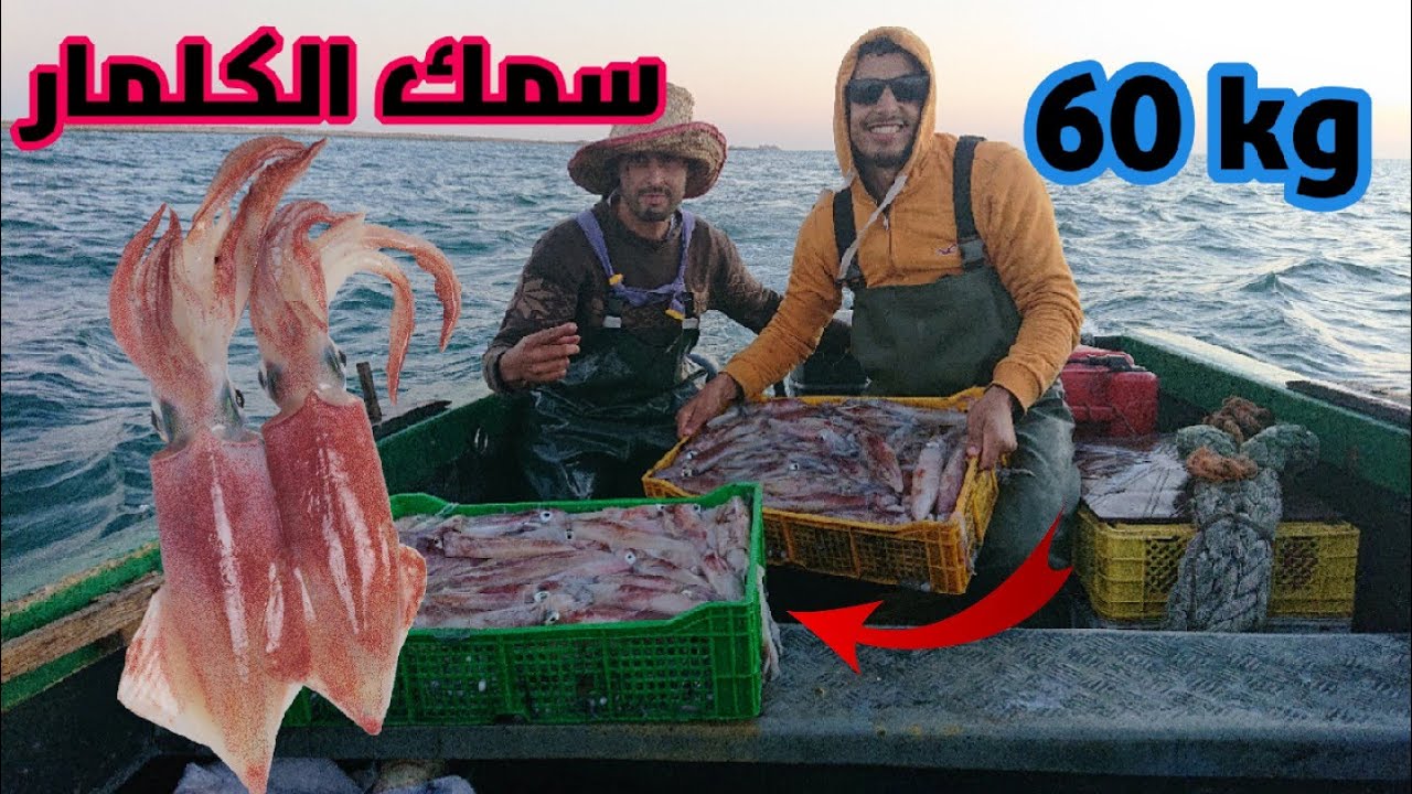 كفاح البحار | يوم كامل من صيد الكلمار من أجل كسب لقمة العيش