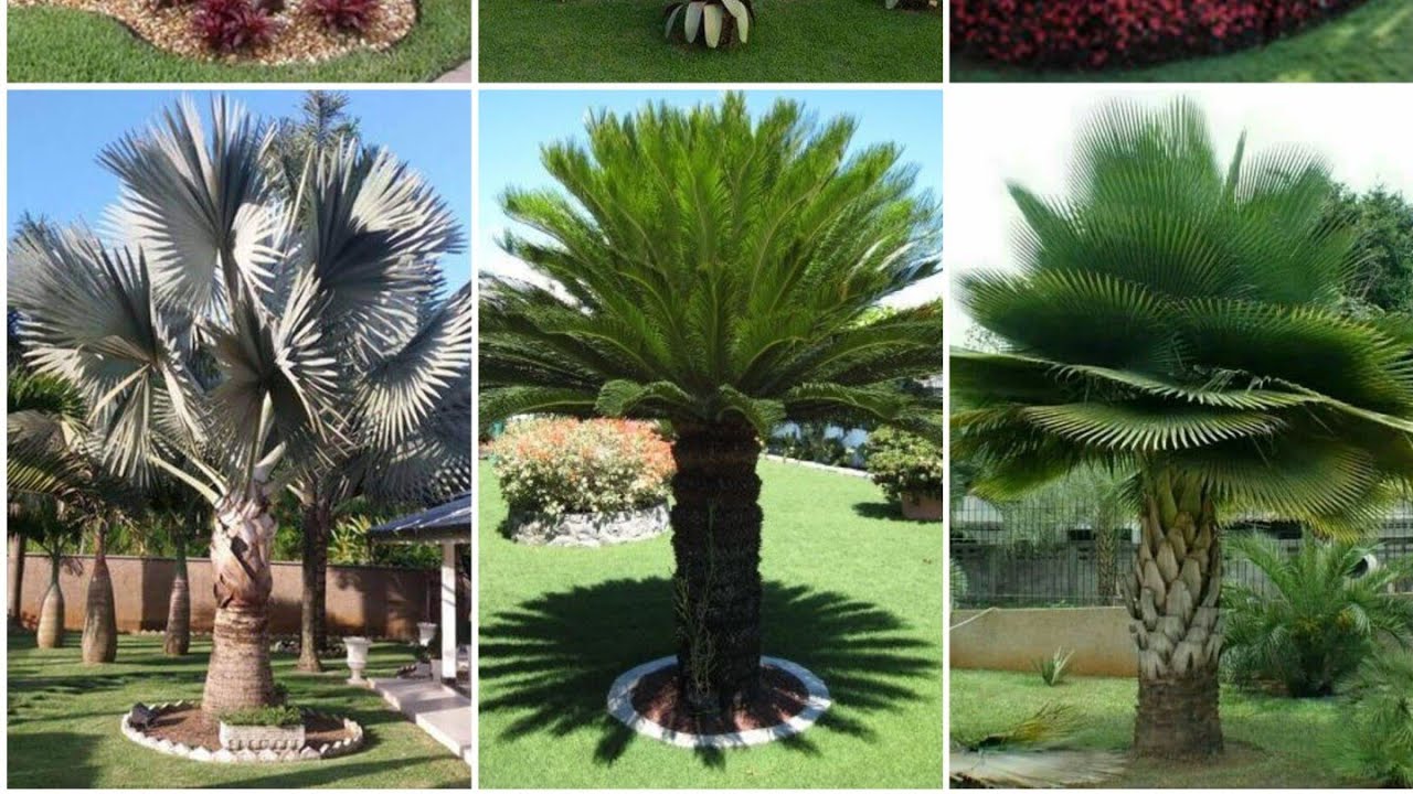 Palmeiras ideais para o seu jardim!!