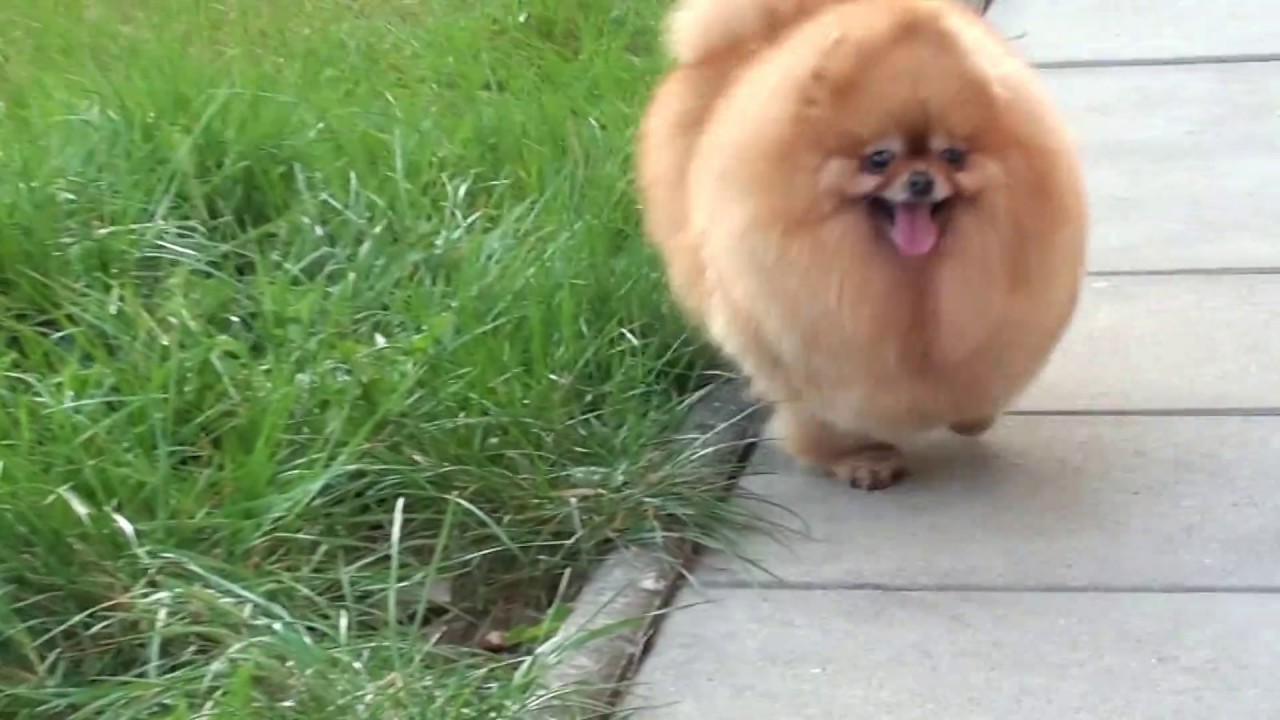 Pomeranian Zwergspitz H&uuml;ndin