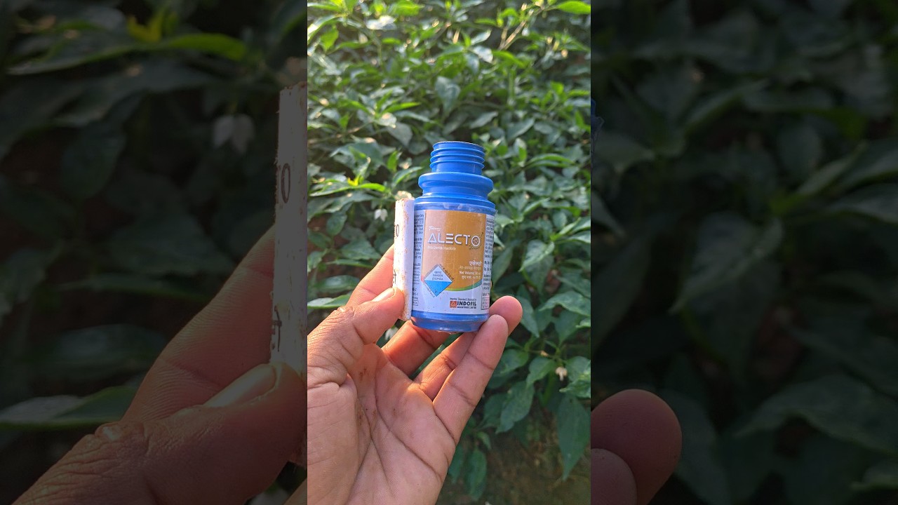 #harshafarming#alecto Insecticide Telugu  #harshafarming