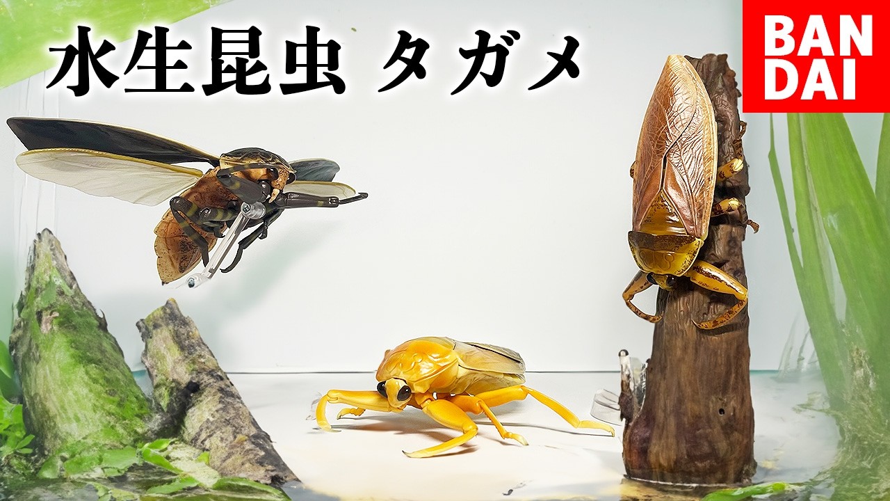 【最高傑作】タガメのガチャガチャがヤバいぞ！！[いきもの大図鑑/水生昆虫タガメ]