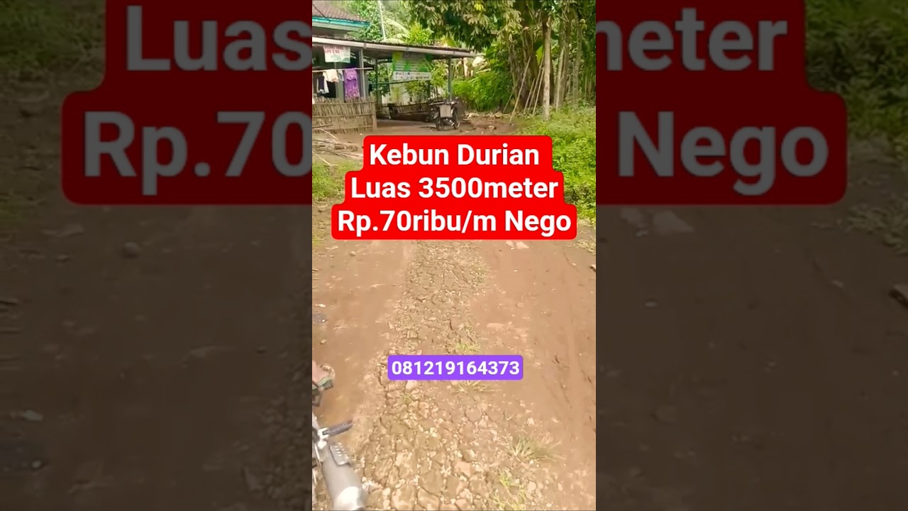 Jual kebun durian Luas 3500M surat SHM harga tanah Rp 70ribu/m Nego minat hub 081219164373 