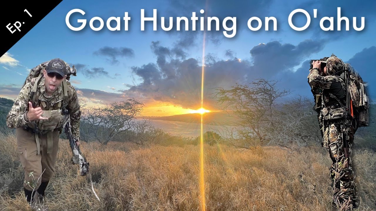 Hunting Goats on O'ahu, Hawaii - Public Land Archery Hunt