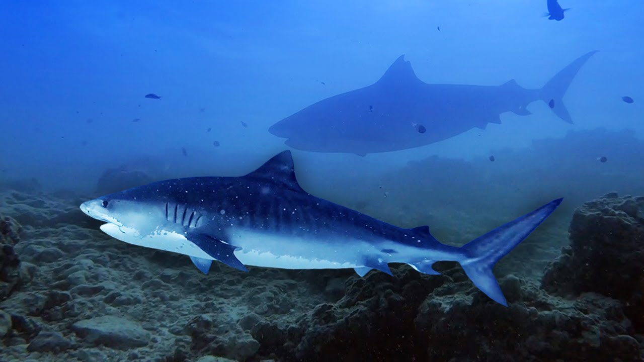 Diver Has Close Encounter with Tiger Shark