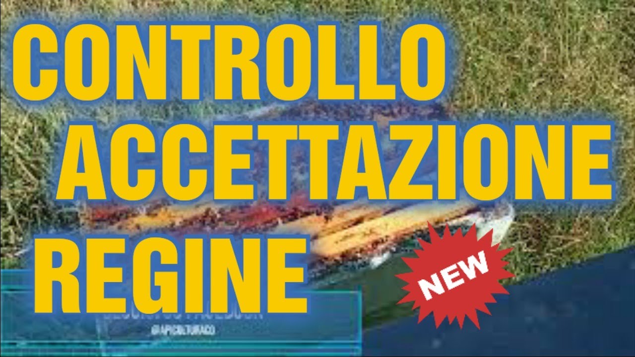 Apicoltura CD: Verifica accettazione delle regine feconde. Le tecniche hanno funzionato?