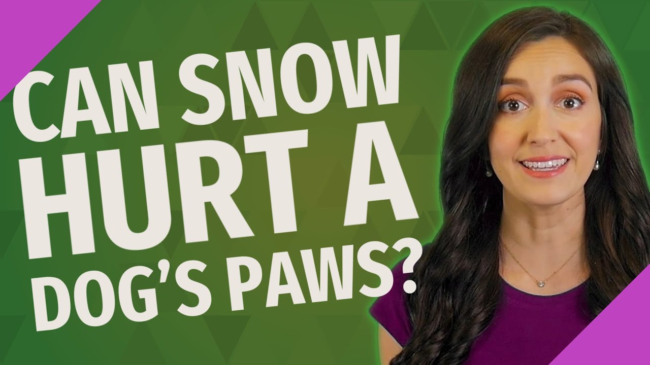 Can Snow hurt a dog's paws?