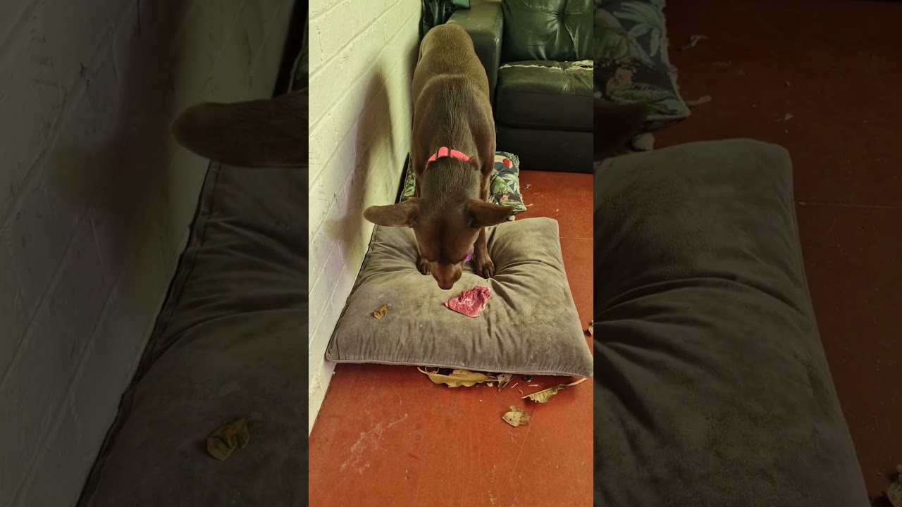 red dog eats roo