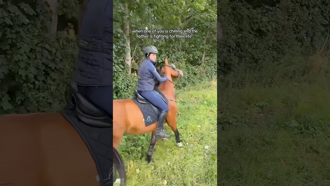 A classic duo #horse #horses #horseriding #horsegirl #riding #equestrian #pony #horsey #horsefan