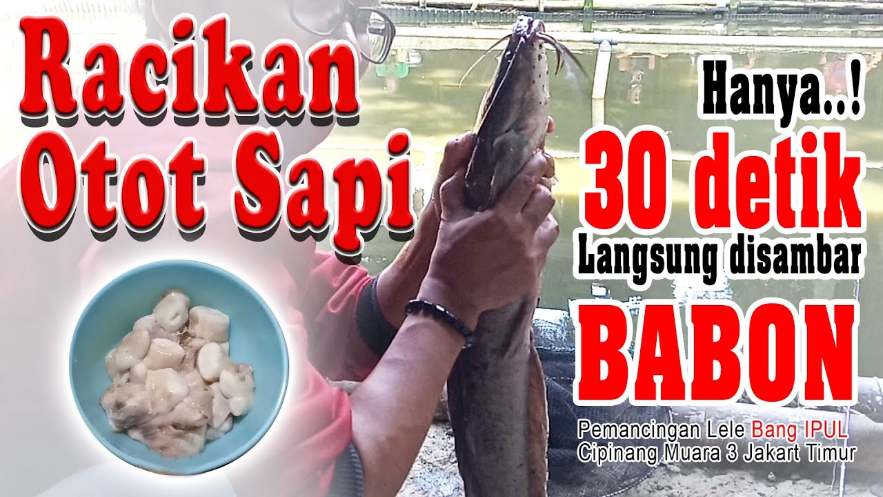 RACIKAN OTOT SAPI BAKAR HANYA 30 DETIK UMPAN LANGSUNG DISAMBAR LELE BABON