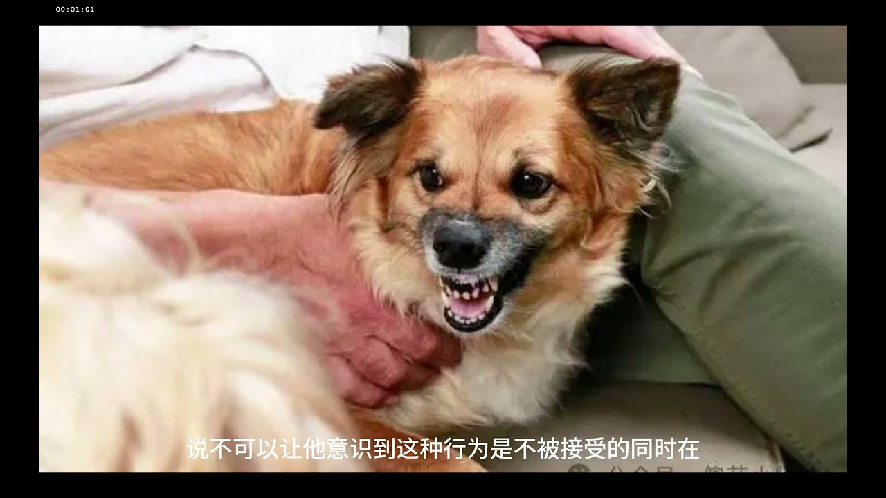 狗狗 喜欢咬人怎么办 让狗狗学乖