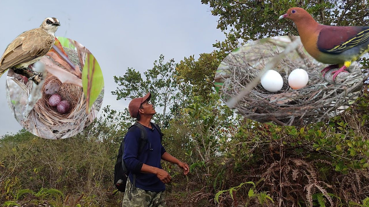 Cari sarang burung di sini sebentar aja sudah dapat ada telor nya