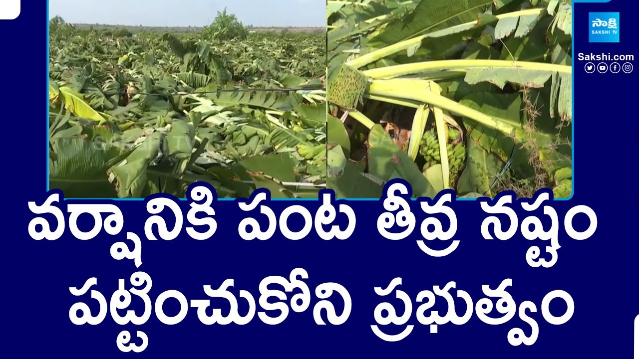 Unexpected Rain Destroyed Banana Crop in Pulivendula | Chandrababu Fails |@SakshiTV