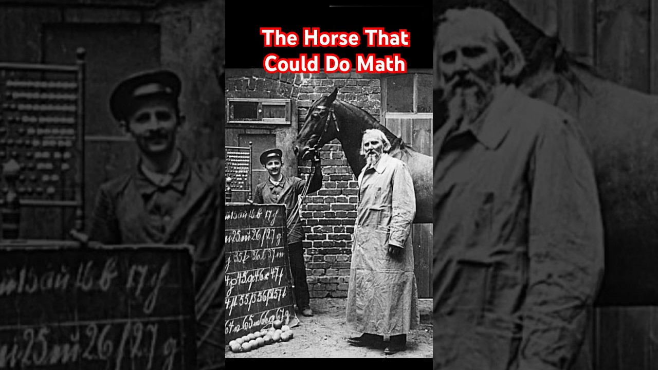 The Mind-Reading Horse: Unveiling the Clever Hans Phenomenon! #trending #horse