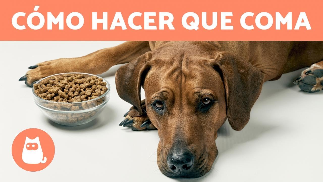 Mi PERRO no QUIERE COMER 🐶🥩 (7 Remedios Caseros ✅)