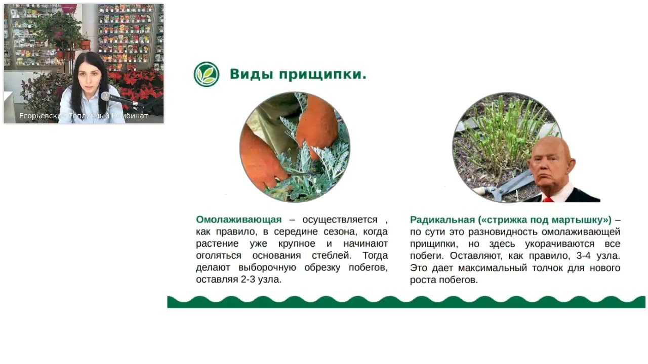 Прищипка цветочных культур. Вебинар для профессионалов