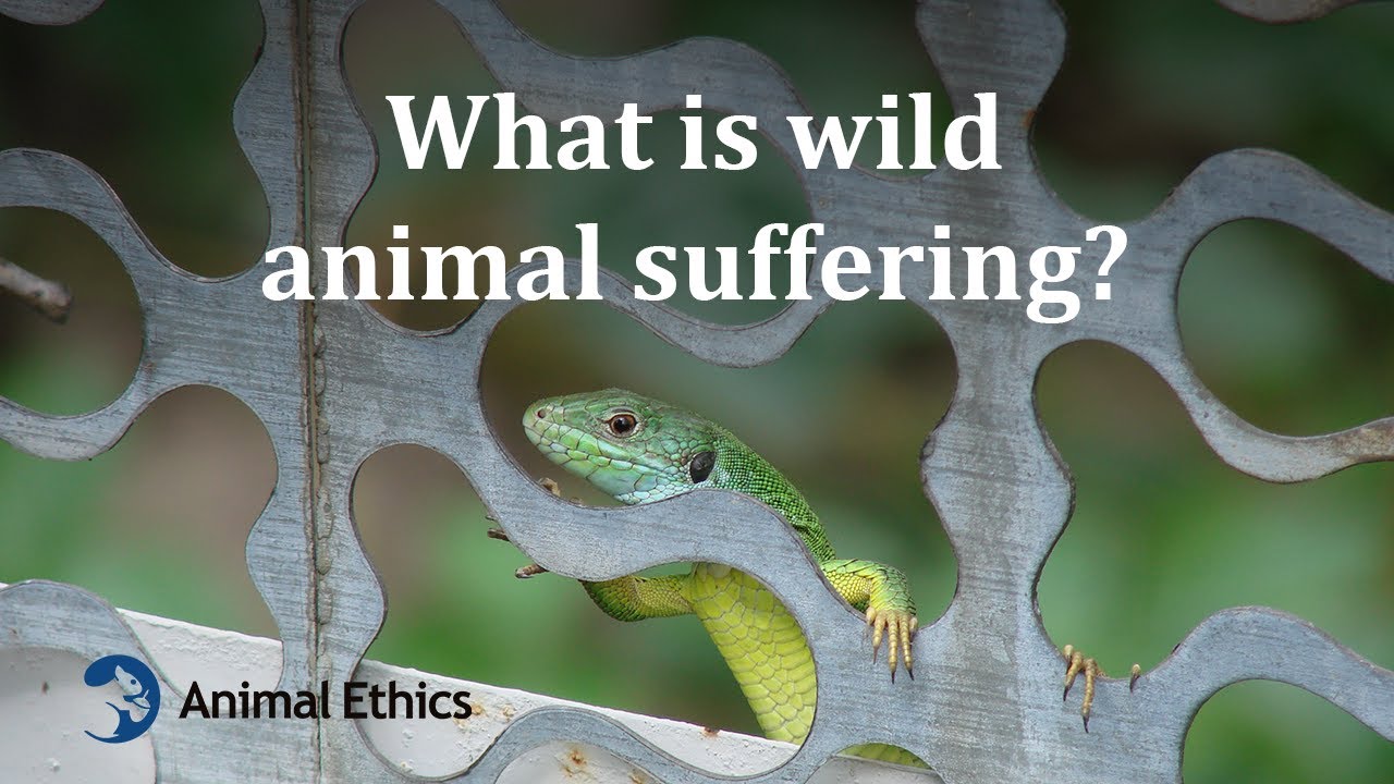 What is wild animal suffering?