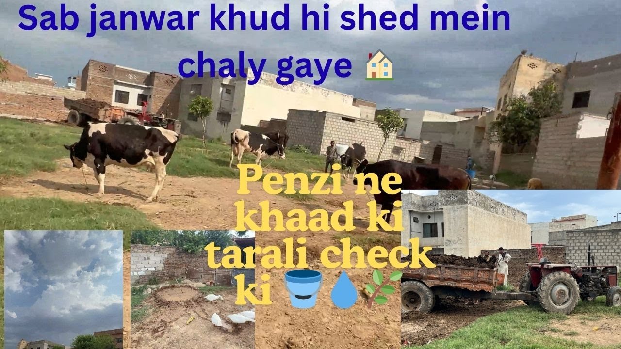 Farm Ki safai |Penzi ne khaad ki tarali check ki 🔍🐄|Sab janwar khud hi shed mein chaly gaye 🐄🐐🐓🏠