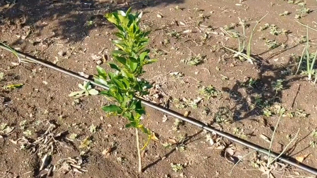 Episode  -: 10 🍈Alemow Rootstock Microbudding Orange Growth 🍊 अलीमो रूटस्टोक माईक्रोबडीन्ग सन्तरा 🍈🍊