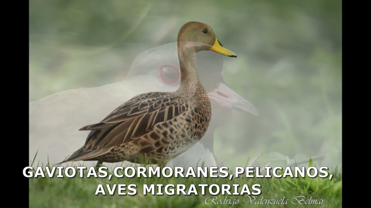 FAUNA MARINA BORDE COSTERO TALCAHUANO Y HUALPEN ENERO 2026