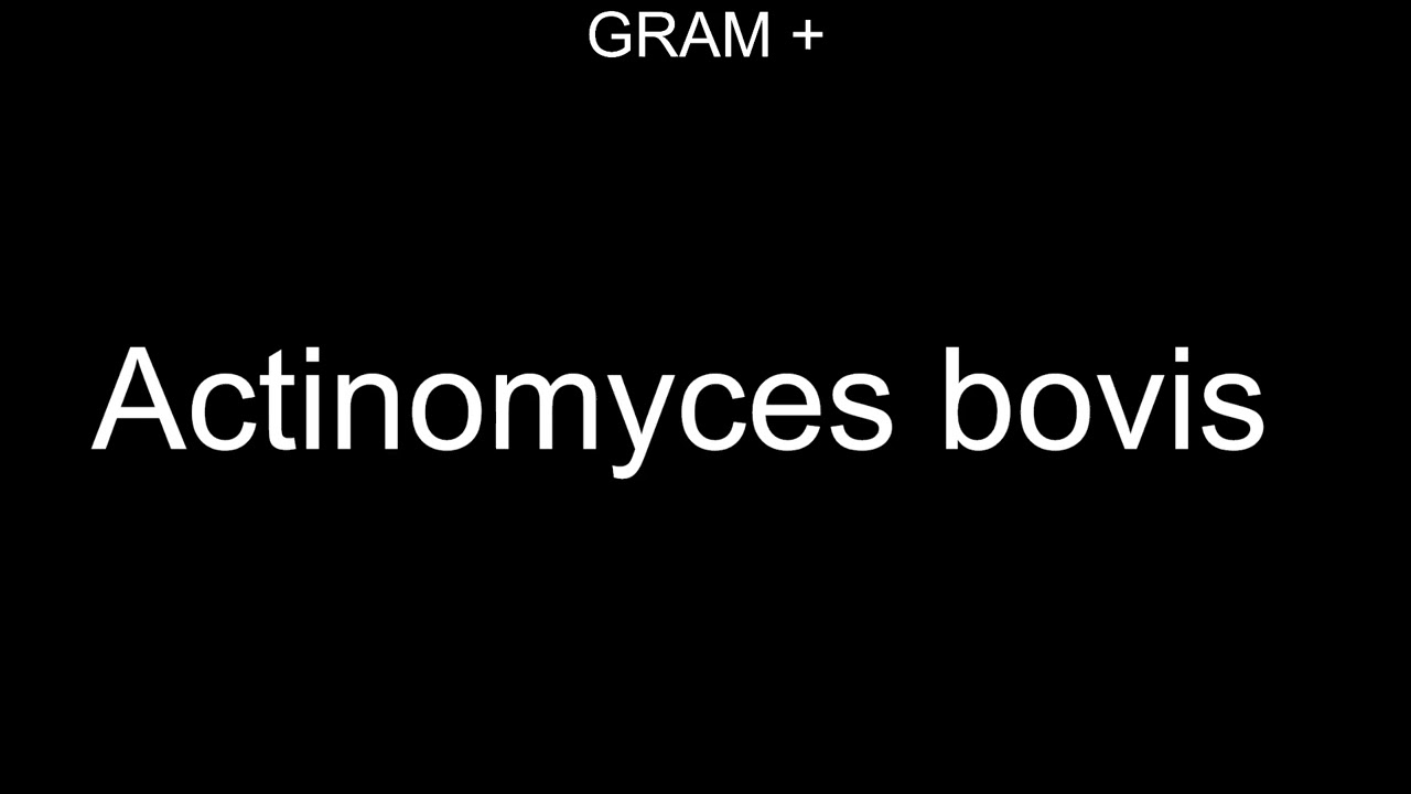 Bacteriología veterinaria, Gram +, Actinomyces bovis
