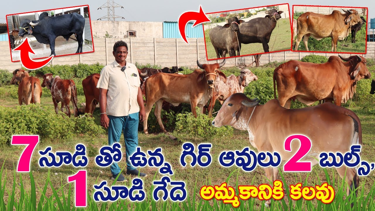 7 Pregenent Gir cows sale | 2 బుల్స్ ,1సూడి గేదె అమ్మకానికి కలవు | Gir Cows sale | CBNewsHyderabad