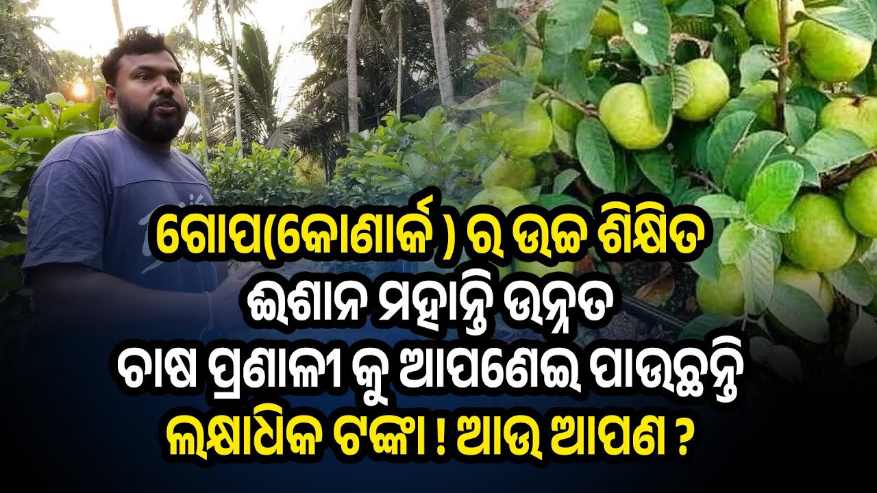 ଗୋପ କୋଣାର୍କ ର ଉଚ୍ଚ ଶିକ୍ଷିତ ଈଶାନ ମହାନ୍ତି ଉନ୍ନତ ଚାଷ ପ୍ରଣାଳୀକୁ ଆପଣେଇ ପାଉଛନ୍ତି ଲକ୍ଷାଧିକ ଟଙ୍କା  ଆଉ ଆପଣ ?