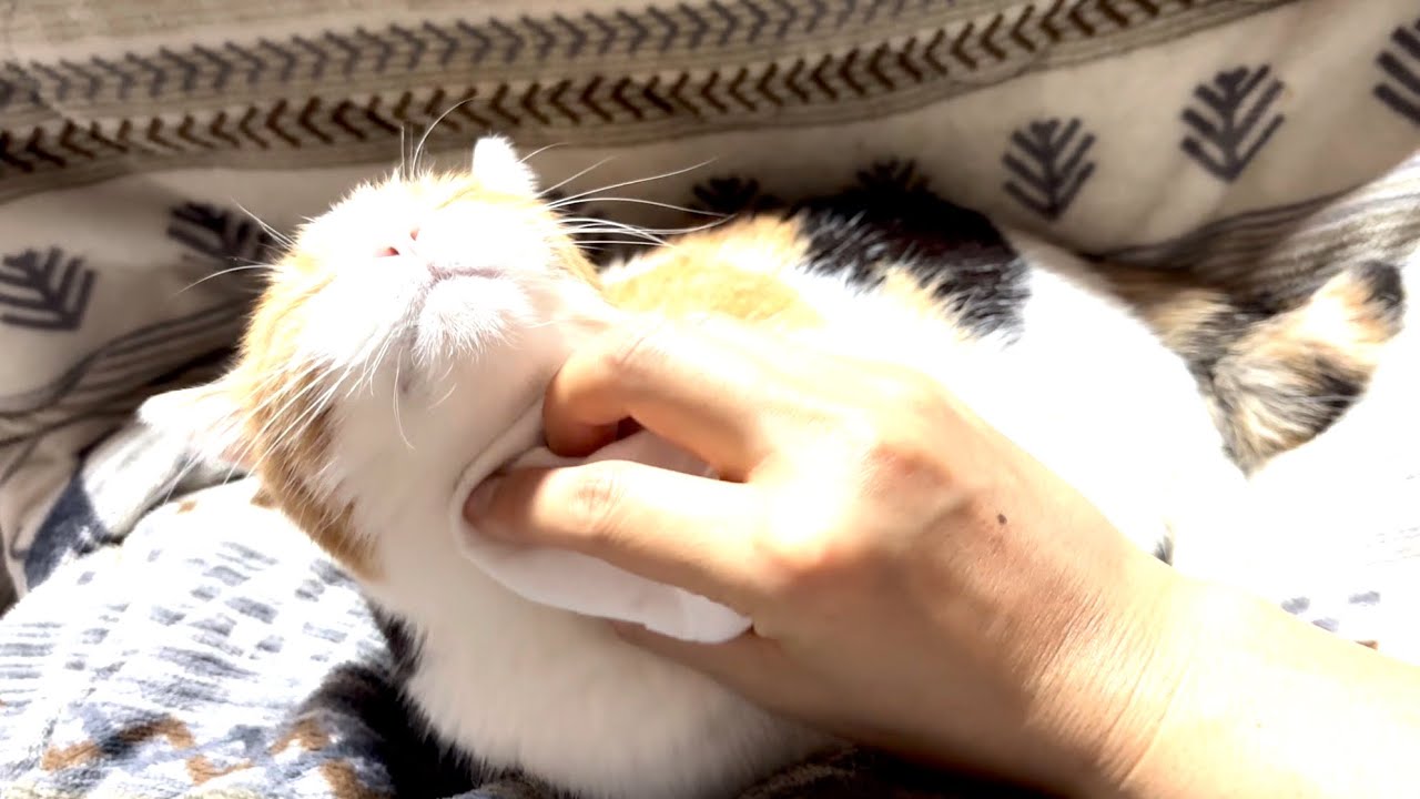 【三毛猫】より綺麗な体になったミケ（2026年3月18日）