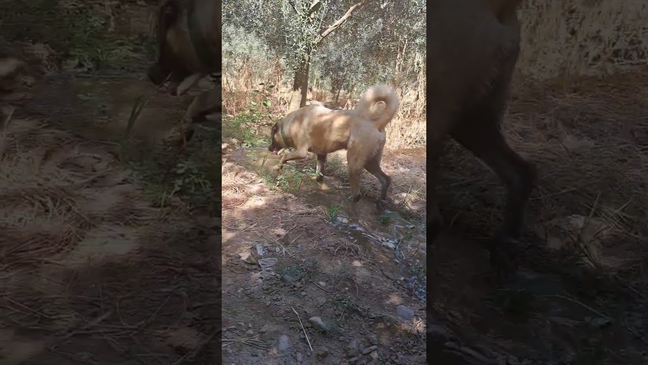 #kangal #safkan #alex #karakır&ccedil;ılkangal #dogs #kangaldogs