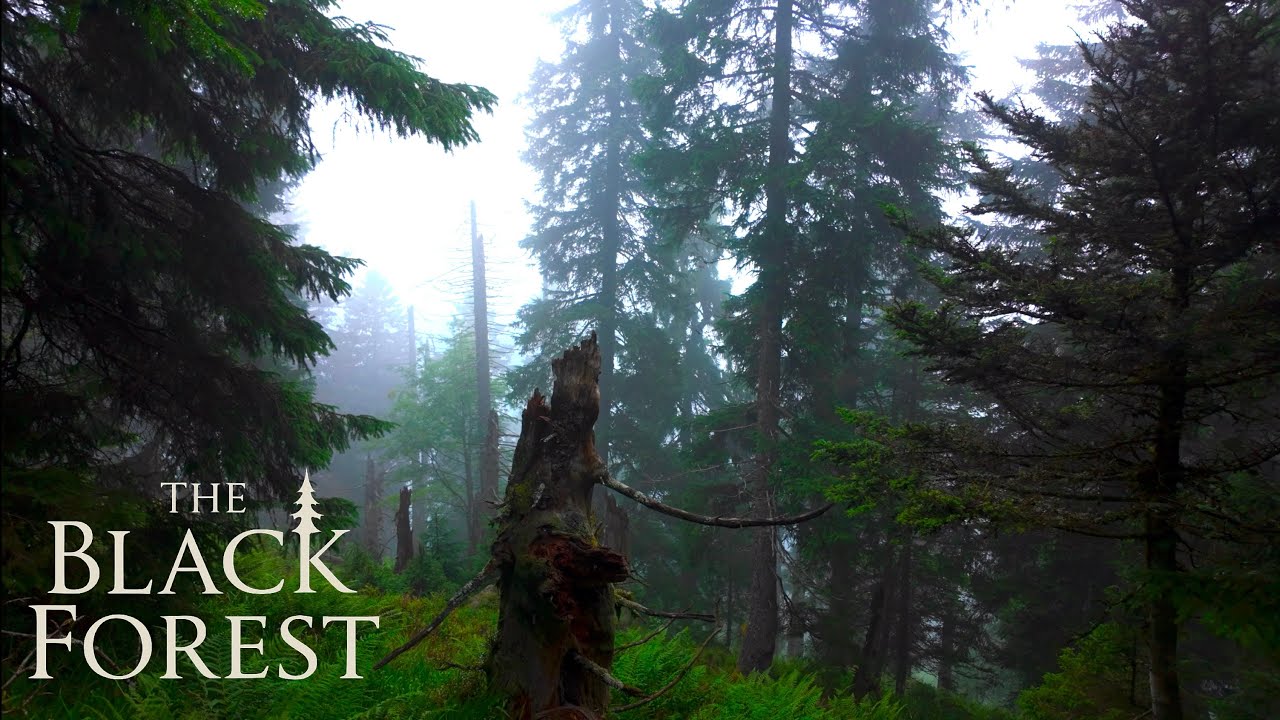 The Black Forest: Sun, Mist & Solitude | Cabin in the Woods 🌲🏚️ | Silent Hike | Film in 4K