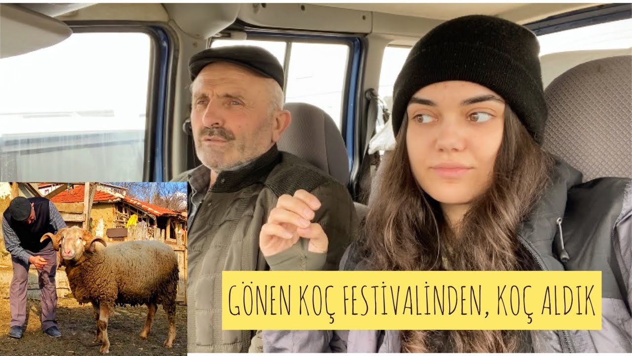 Damızlık Koç aldık. Nelere dikkat etmek lazım? #damızlık #merinos #köyhayatı #koyunculuk #koç