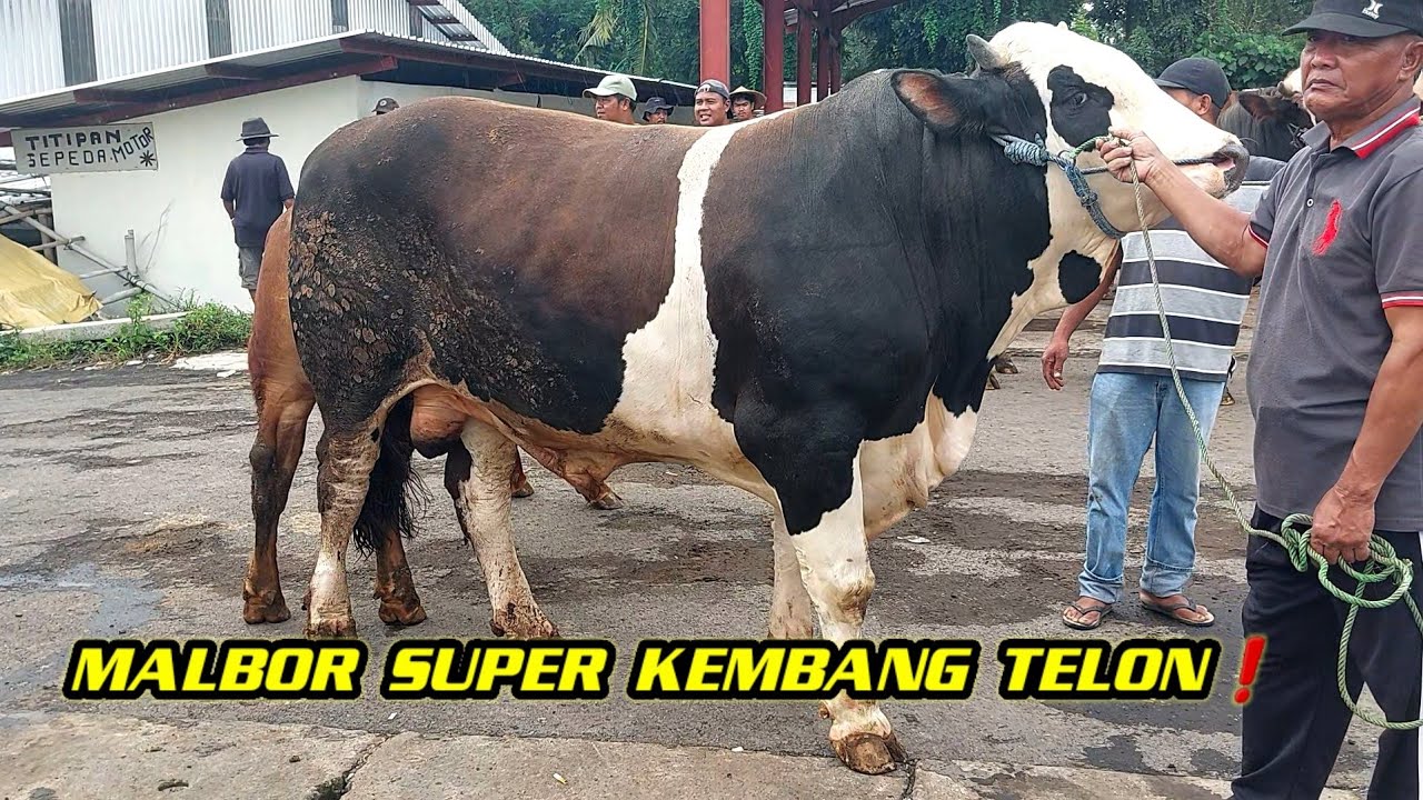 MALBOR SUPER KEMBANG TELON❗️44JT PASAR SAPI BOYOLALI