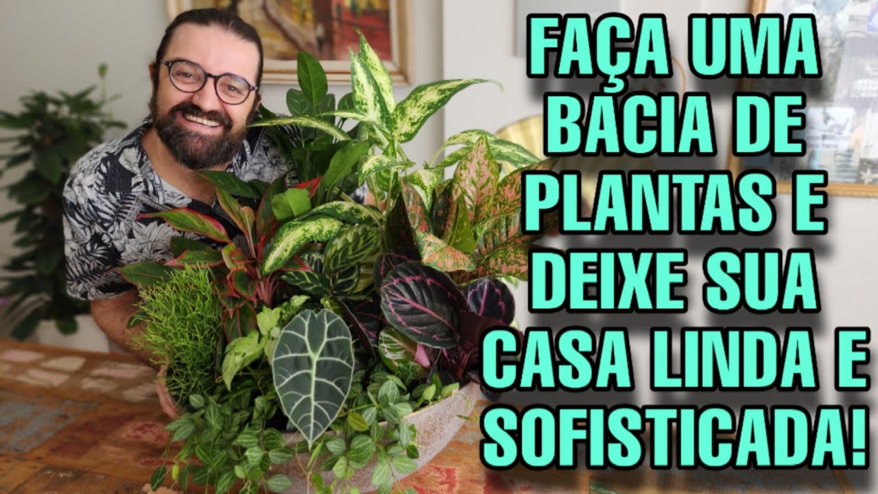 Arranjão de plantas ornamentais para decorar sua casa ou apartamento - SUPER BACIA