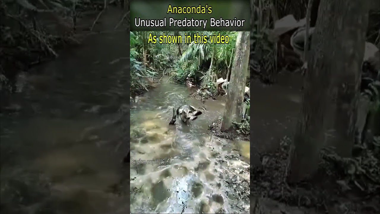Anaconda's Unusual Predatory Behavior
