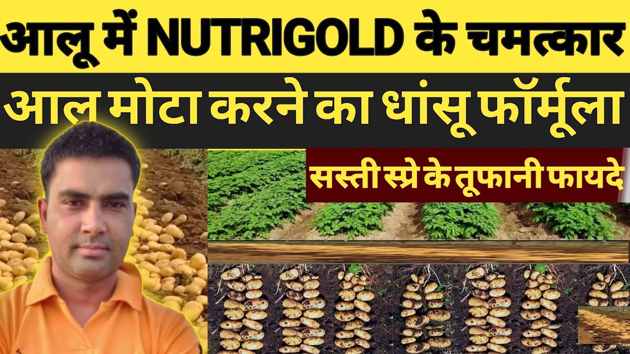 आलू में Nutrigold के चमत्कार | आलू मोटा करने का धांसू फॉर्मूला | आलू में calcium+micronutrient | 