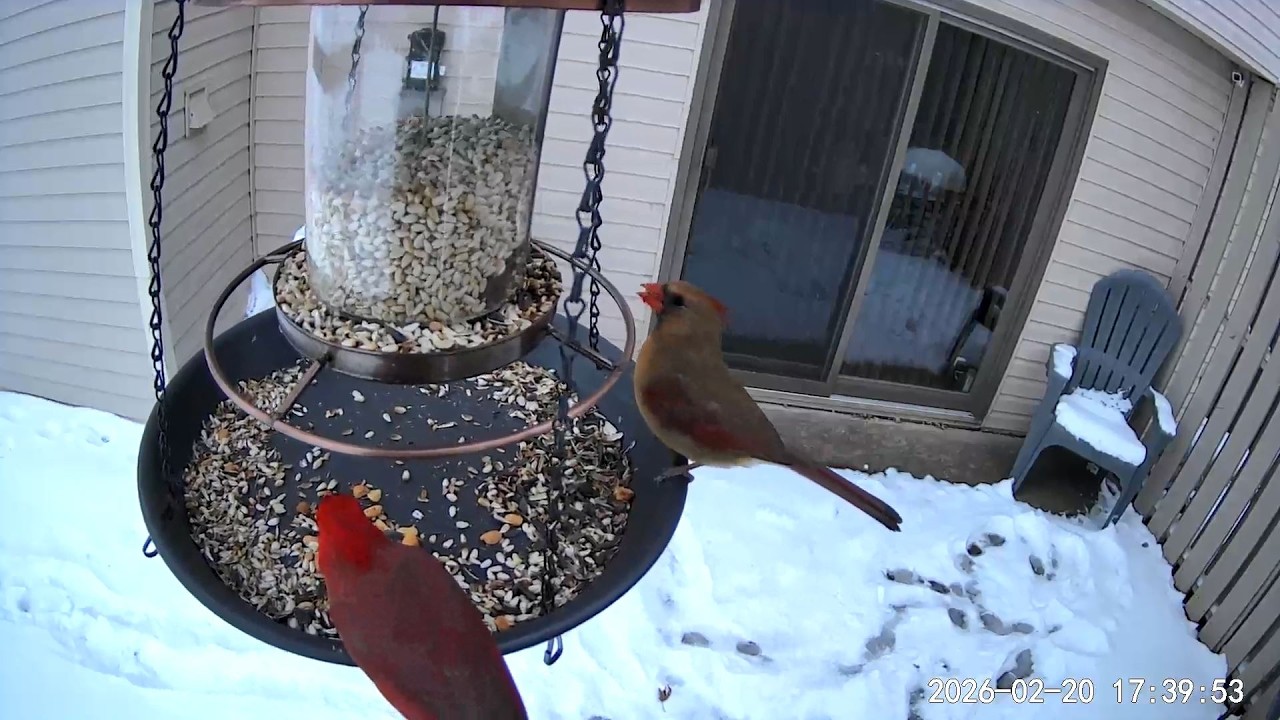 2026/02/20 - A happy Northern Cardinal couple enjoying a Friday evening meal together